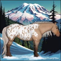 Horse Color:Silver Brown Dun Appaloosa 
