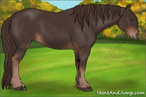 Horse Color:Liver Chestnut 