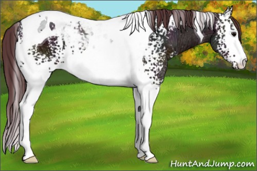 Horse Color:White Spotted Midnight Chocolate Brown Ice Tobiano