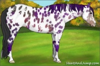 Horse Color:White Spotted Brown Sabino Appaloosa Rabicano 