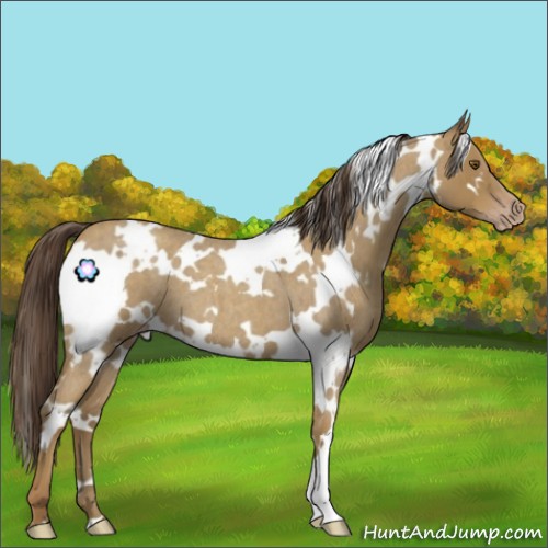Horse Color:White Spotted Classic Cream Champagne Roan 
