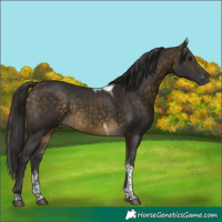 Horse Color:Buckskin Sabino Tobiano 