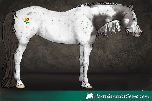 Horse Color:Liver Chestnut Sabino Tobiano Frame Rabicano