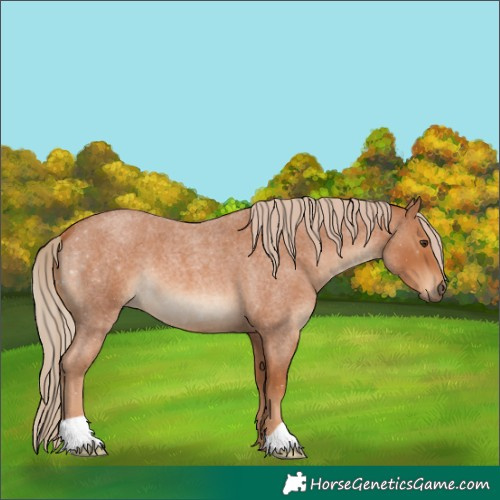 Horse Color:Red Roan