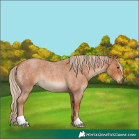Horse Color:Red Roan 