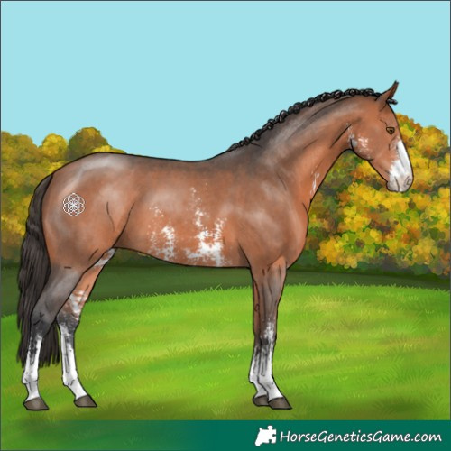 Horse Color:Bay Sabino 