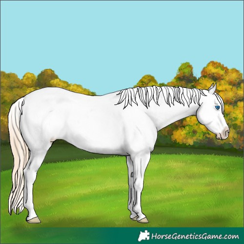 Horse Color:Gold Champagne Roan Dun Splash Tobiano Frame Appaloosa Rabicano 