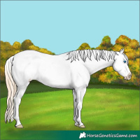 Horse Color:Gold Champagne Roan Dun Splash Tobiano Frame Appaloosa Rabicano 