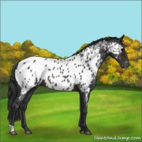 Horse Color:Brown Roan Near Leopard