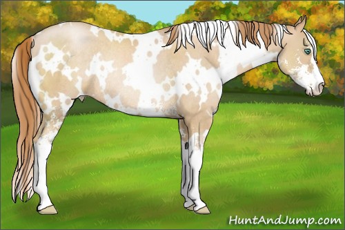 Horse Color:White Spotted Smoky Black Pearl Sabino Rabicano 