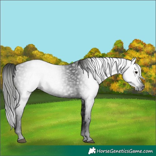 Horse Color:Gray White Spotted Black