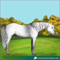 Horse Color:Gray White Spotted Black