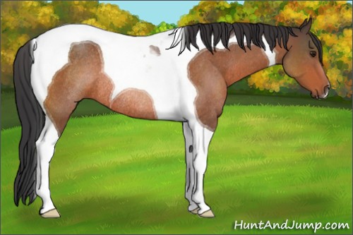 Horse Color:Brown Tobiano Rabicano