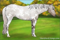 Horse Color:White Spotted Silver Grullo Roan 