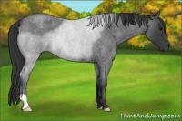 Horse Color:Blue Roan Rabicano 