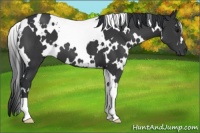 Horse Color:White Spotted Black 