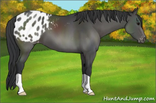 Horse Color:Black Appaloosa 