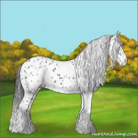 Horse Color:White Spotted Black Splash Tobiano Frame Appaloosa 