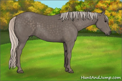 Horse Color:Silver Black 