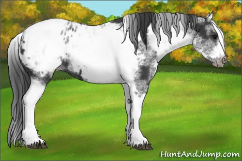 Horse Color:White Spotted Black Splash Tobiano Frame Appaloosa 