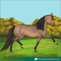 Horse Color:Bay Dun