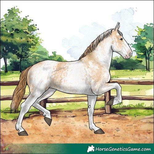 Horse Color:White Spotted Red Dun Rabicano and White Spotted Red Dun Splash Rabicano