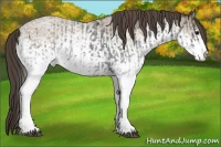 Horse Color:White Spotted Blue Roan Rabicano and White Spotted Classic Champagne Roan Rabicano