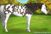 Horse Color:Buckskin Splash Appaloosa Rabicano 