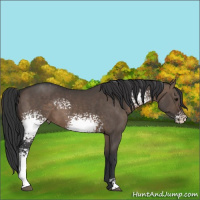 Horse Color:White Spotted Brown Dun 
