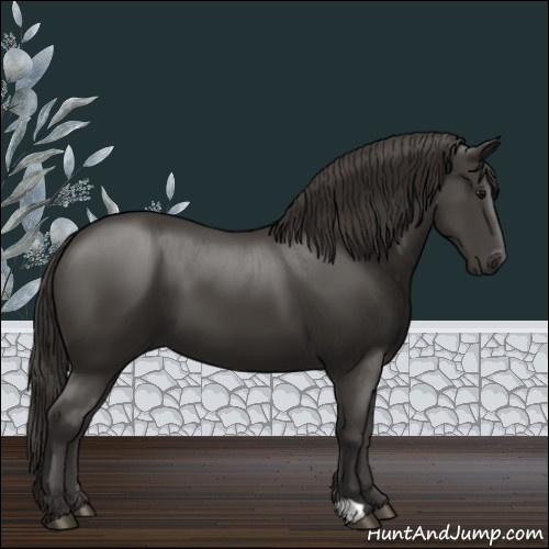 Horse Color:Smoky Black 