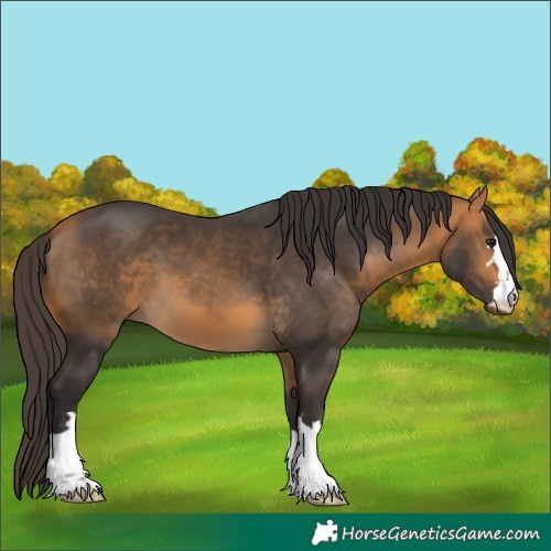 Horse Color:Buckskin 