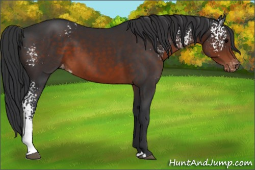 Horse Color:White Spotted Brown Appaloosa