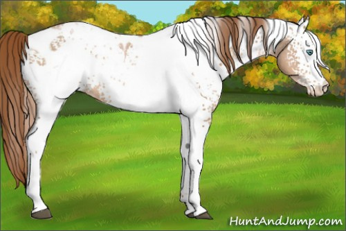 Horse Color:White Spotted Buckskin Pearl Appaloosa