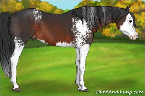Horse Color:White Spotted Brown Splash Appaloosa 