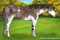 Horse Color:Bay Splash 