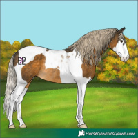 Horse Color:Chocolate Palomino Mushroom Splash Tobiano Rabicano