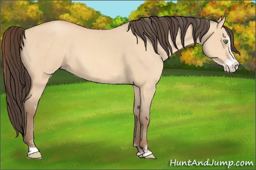 Horse Color:Amber Champagne Dun Sabino 