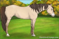 Horse Color:Amber Champagne Dun Sabino