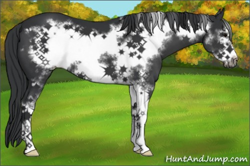 Horse Color:Black Sabino Frame 