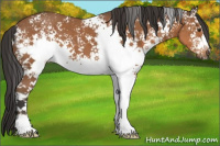 Horse Color:White Spotted Bay 