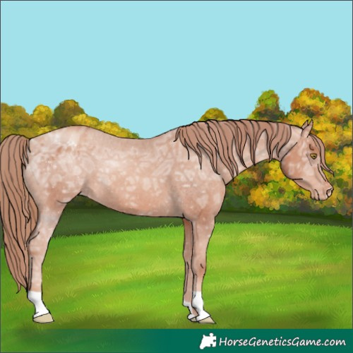 Horse Color:Gold Champagne Ice Varnish 