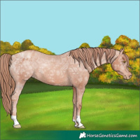Horse Color:Gold Champagne Ice Appaloosa