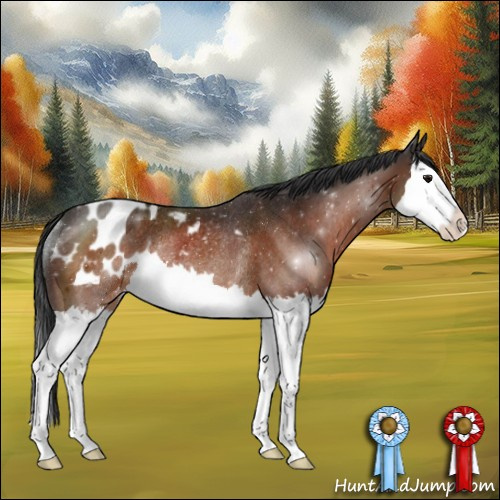 Horse Color:Bay Splash Appaloosa Rabicano 