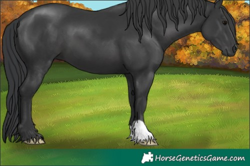 Horse Color:Black 