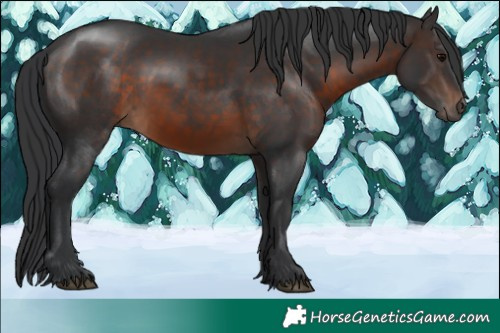 Horse Color:Brown Rabicano
