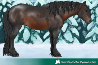 Horse Color:Brown Rabicano
