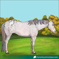 Horse Color:Nacre Brown Ice Appaloosa 