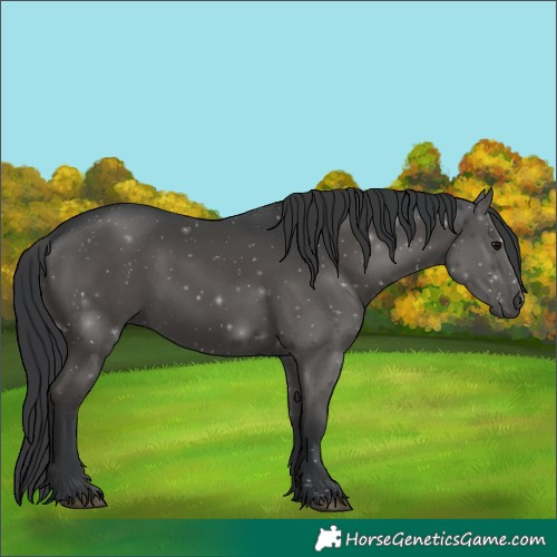 Horse Color:Black 