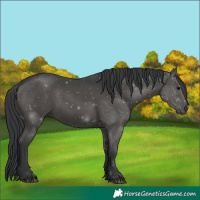Horse Color:Black 