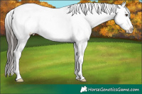 Horse Color:Liver Chestnut Sabino Tobiano Appaloosa 